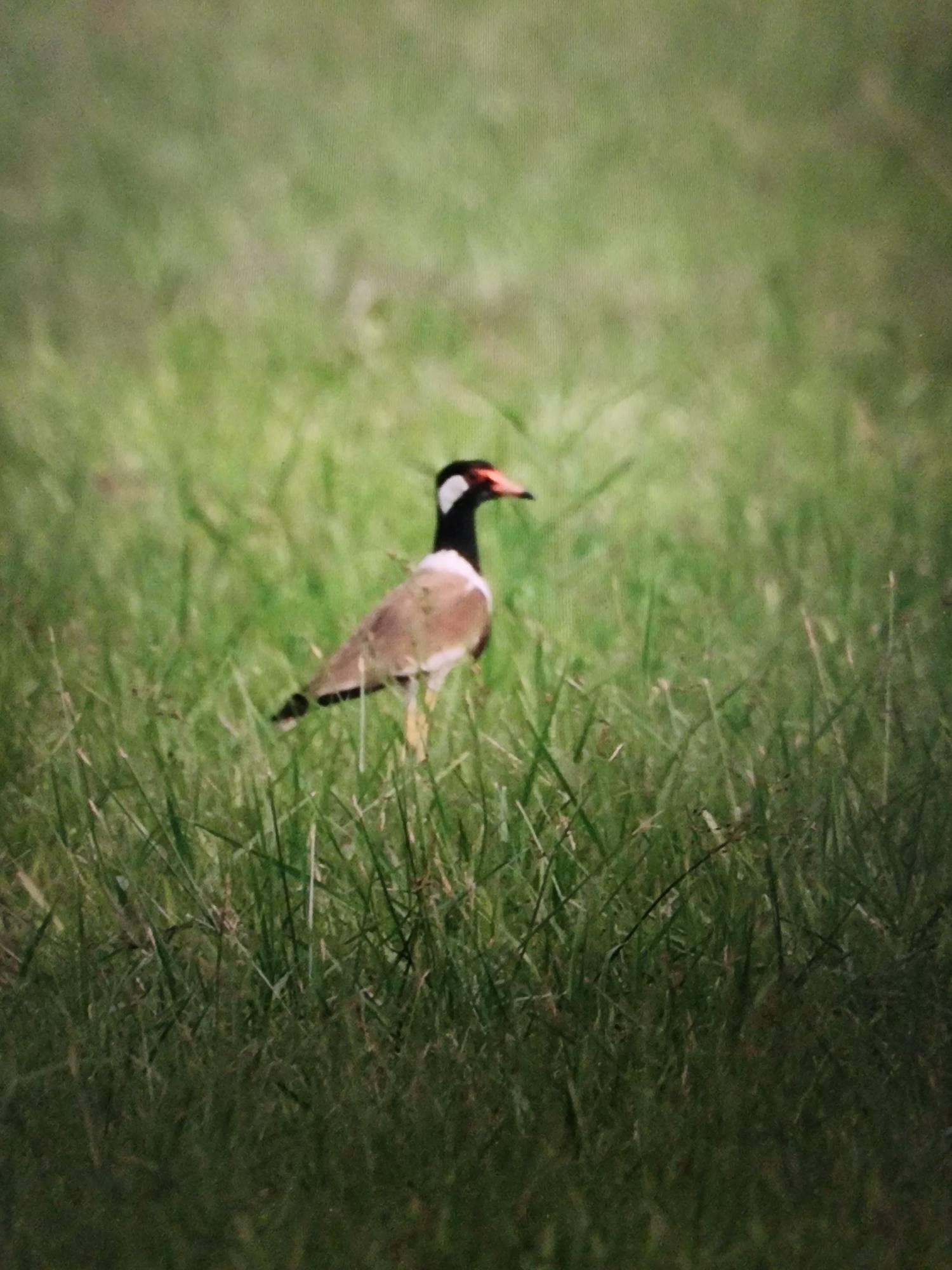 Red-wattled lapwing   