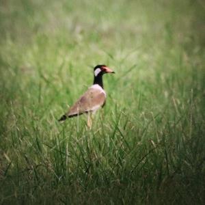 Red-wattled lapwing   