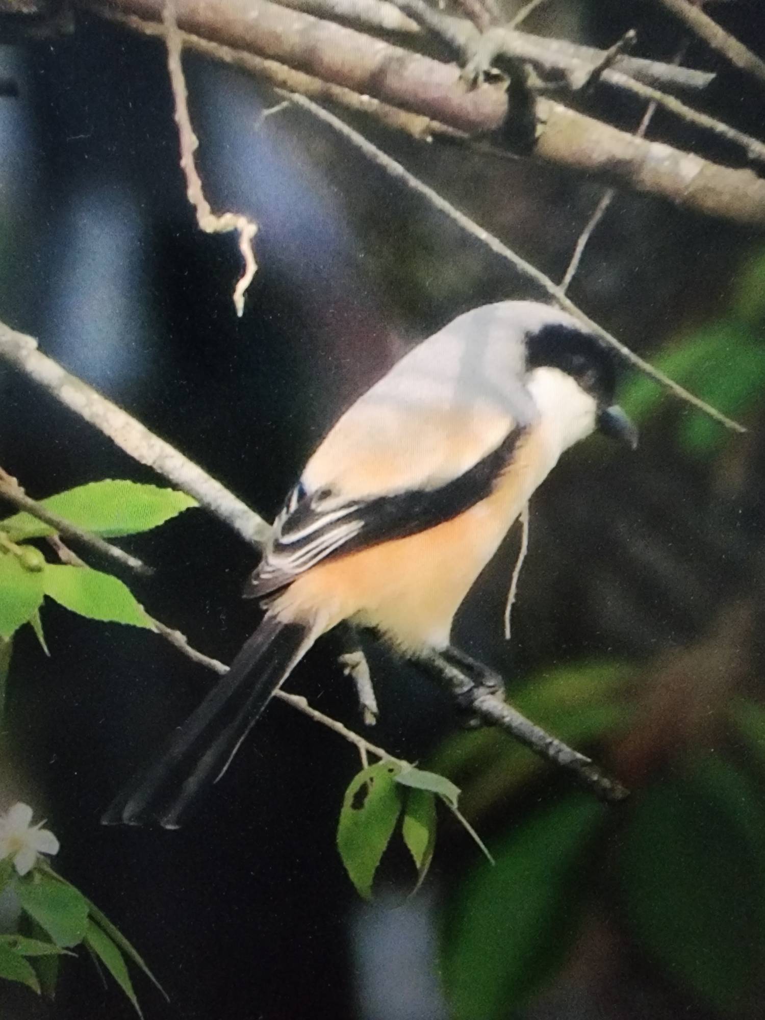 Long-tailed shrike