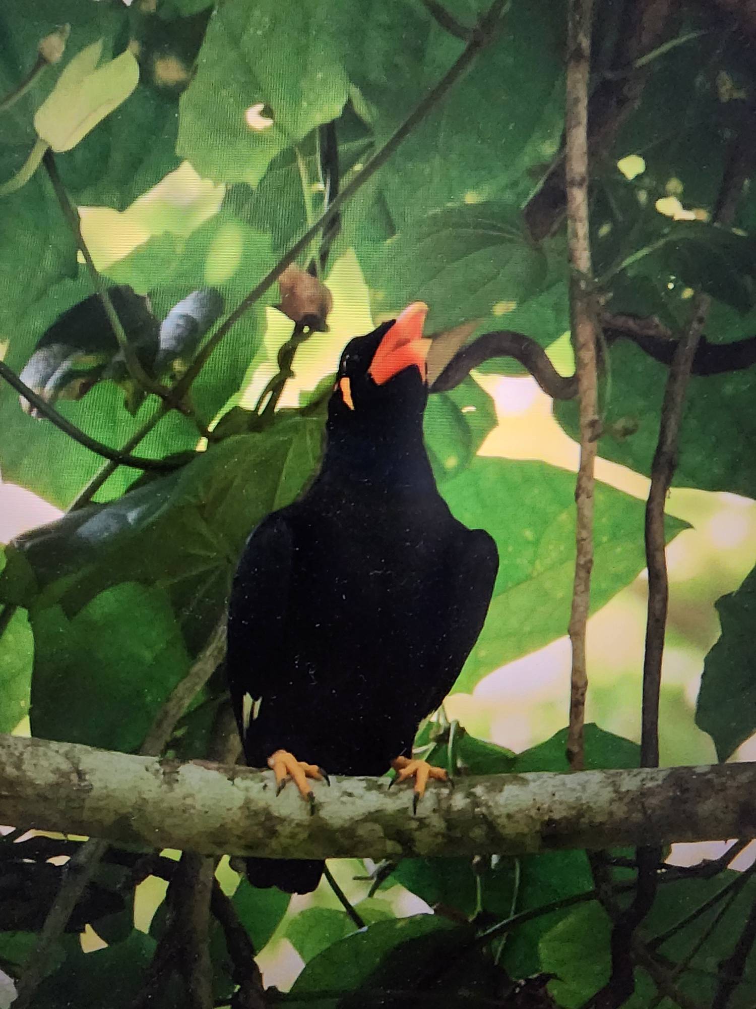 Common hill myna  