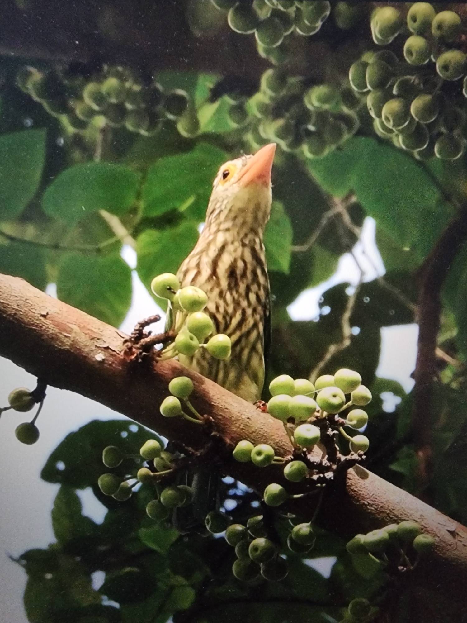 Lineated barbet