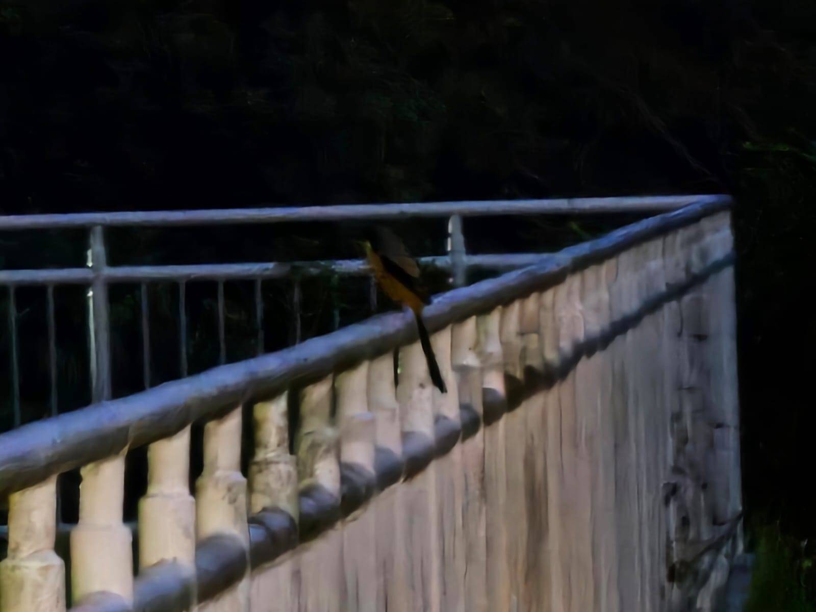 White-rumped shama   