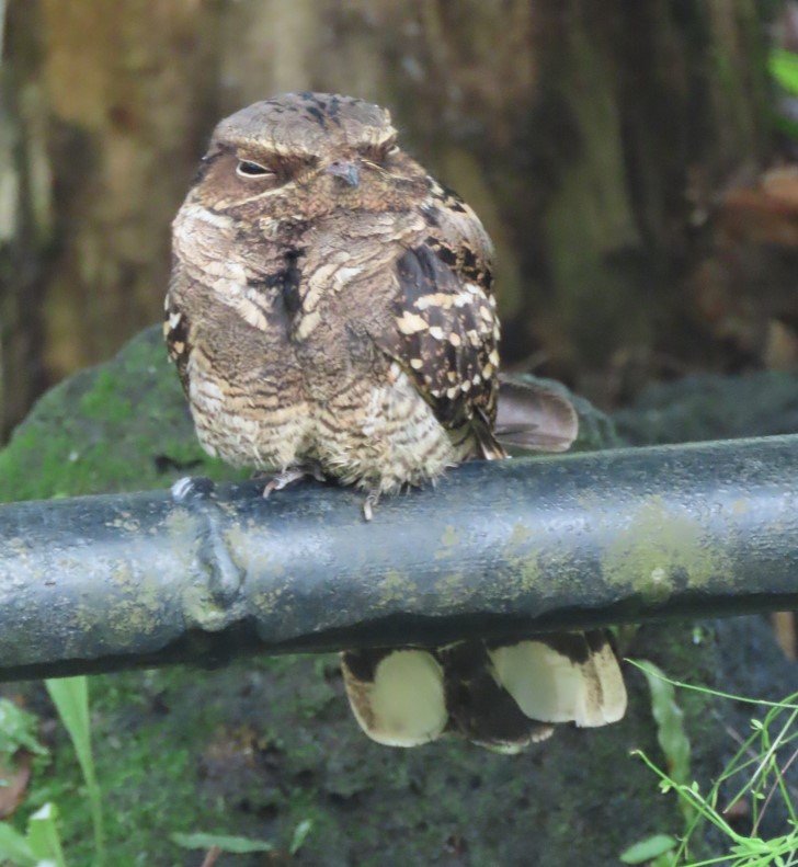 Large-tailed nightjar