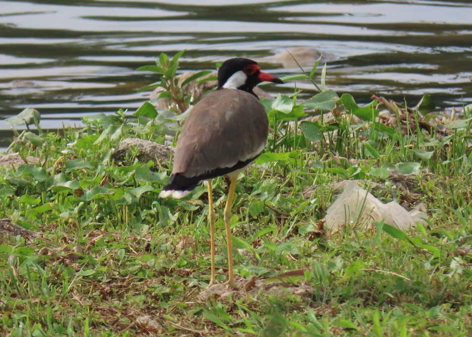 Red wattled lapwing