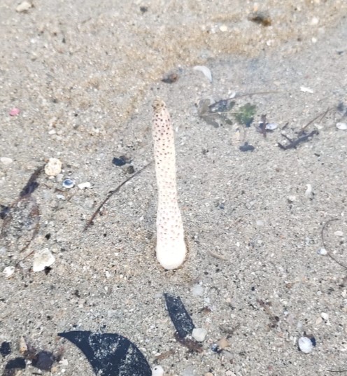 Sea pencil 