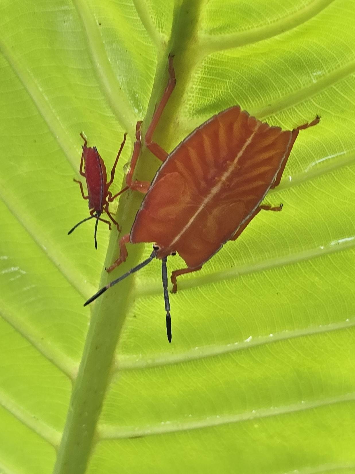 Shield bug nymphs (pycanum rubens)