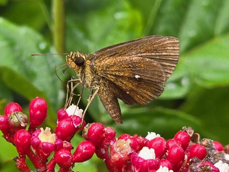 Chestnut bob (iambrix salsala)