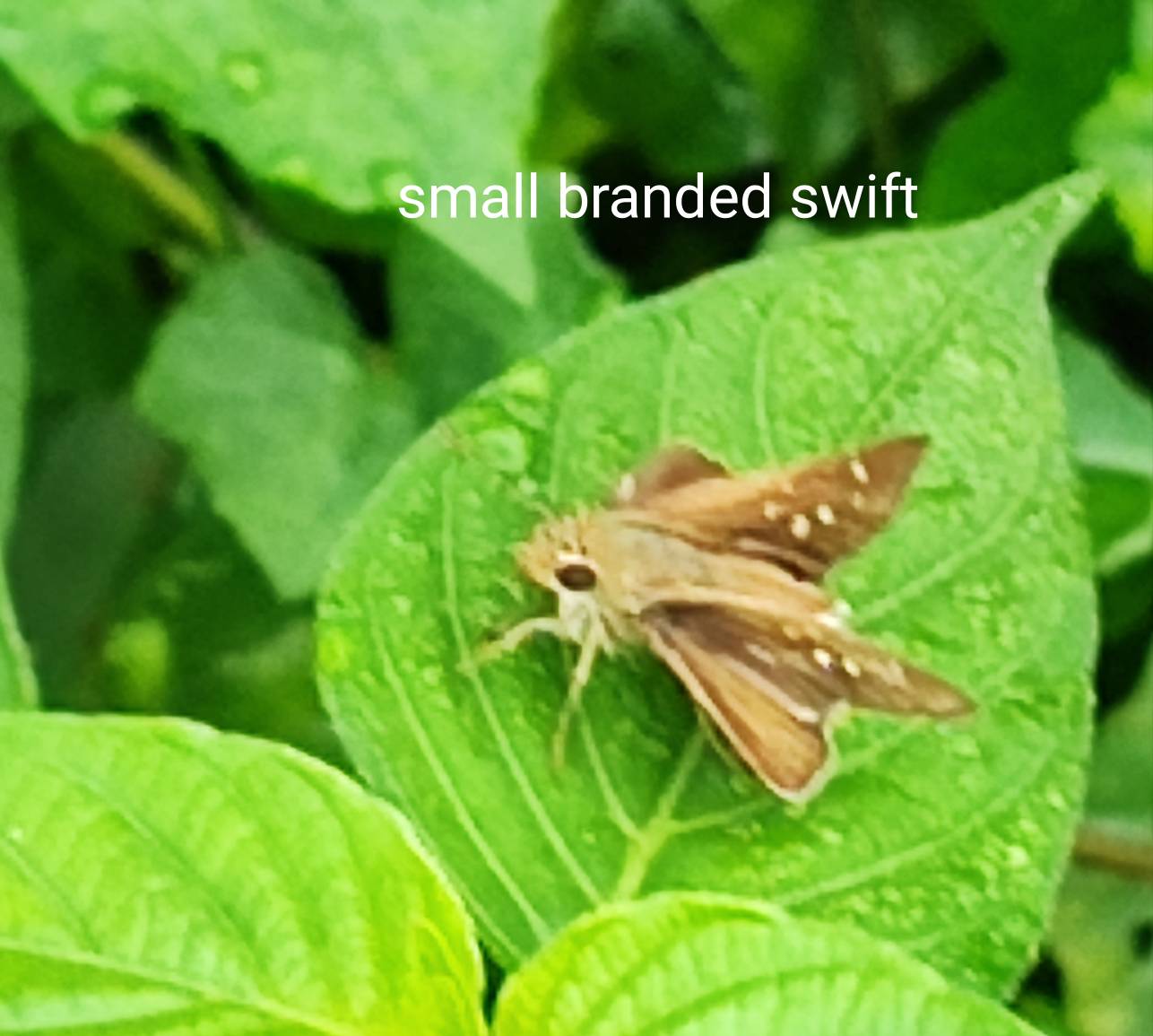 Small branded swift 