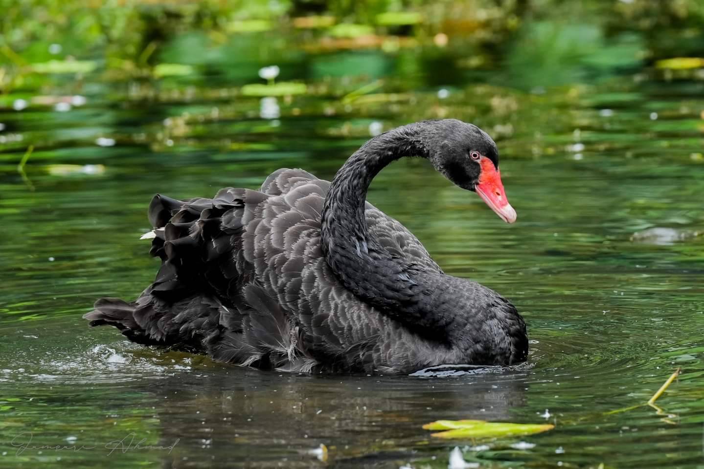 Black swan