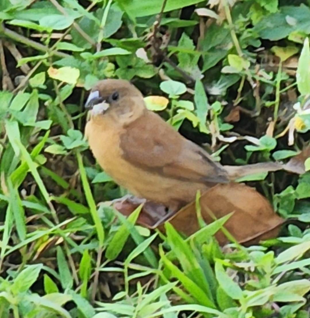 Scaly-breasted munia