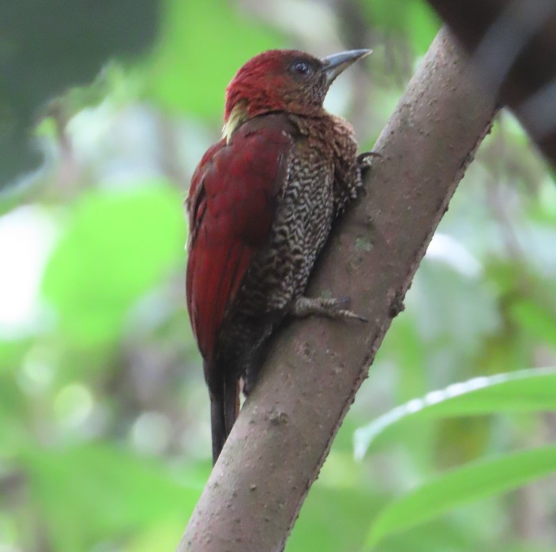 Banded woodpecker