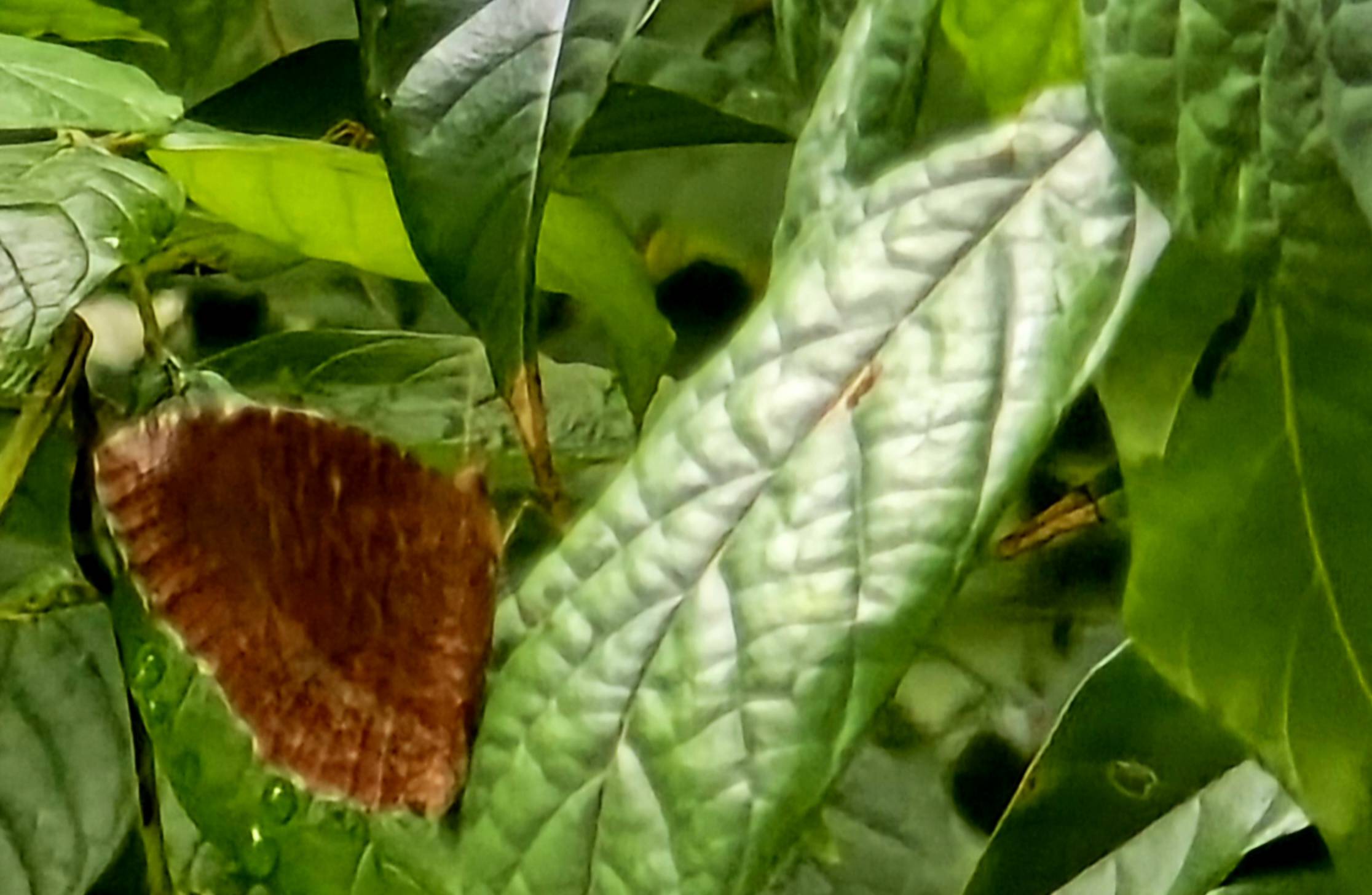 Common palmfly