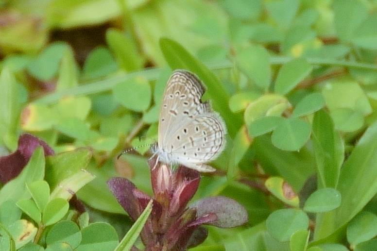 Grass blue