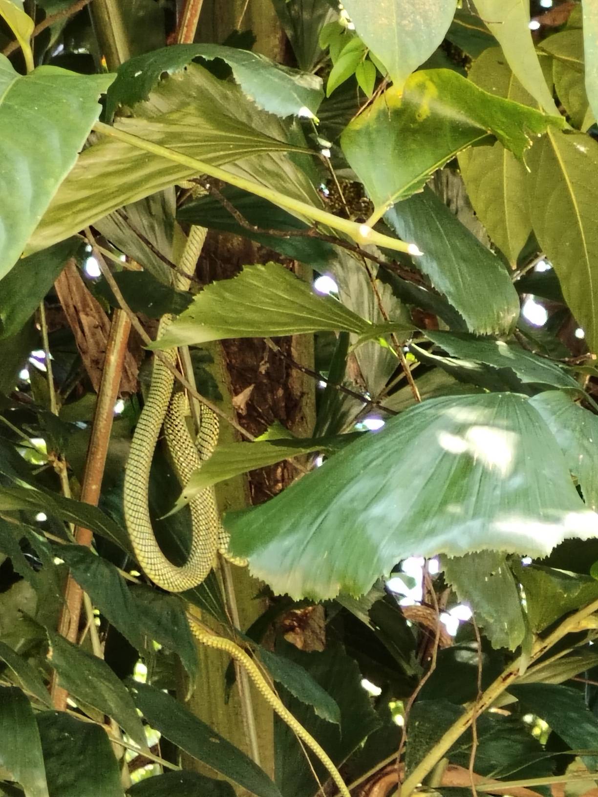 Golden gliding snake