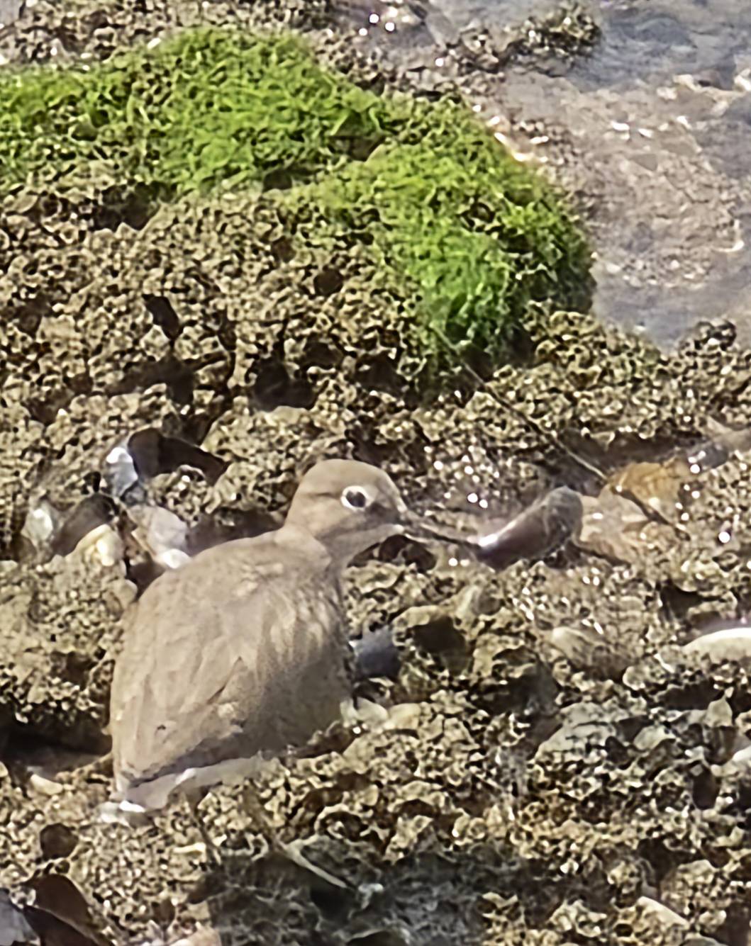 Common sandpiper