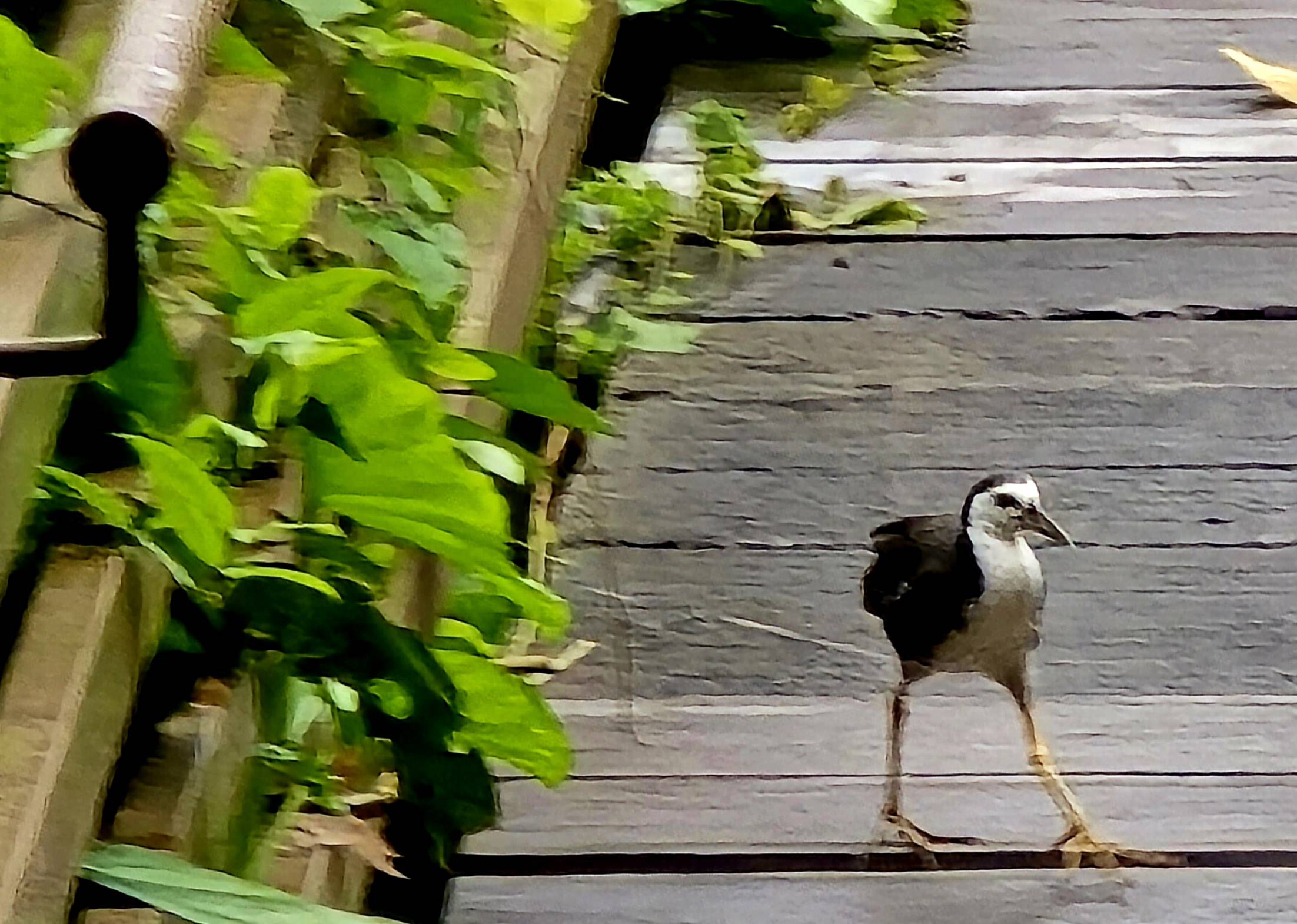 White-breasted waterhen