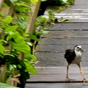 White-breasted waterhen