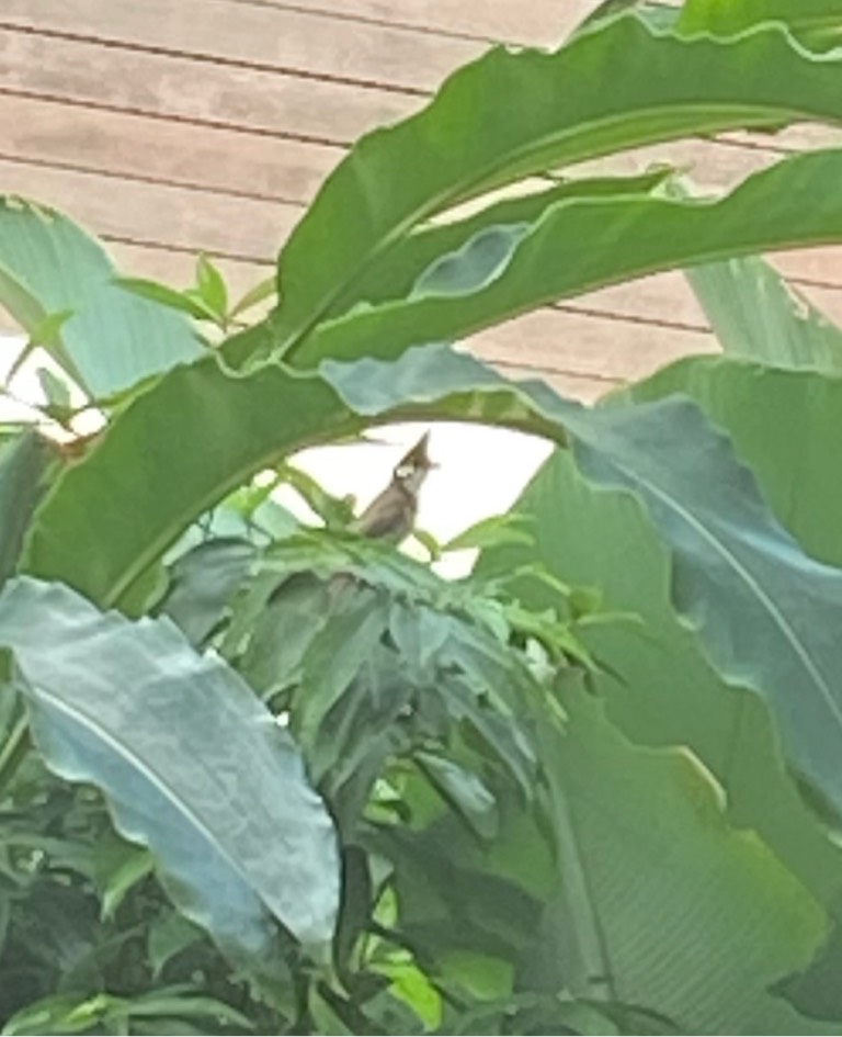 Red-whiskered bulbul