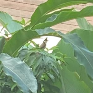 Red-whiskered bulbul