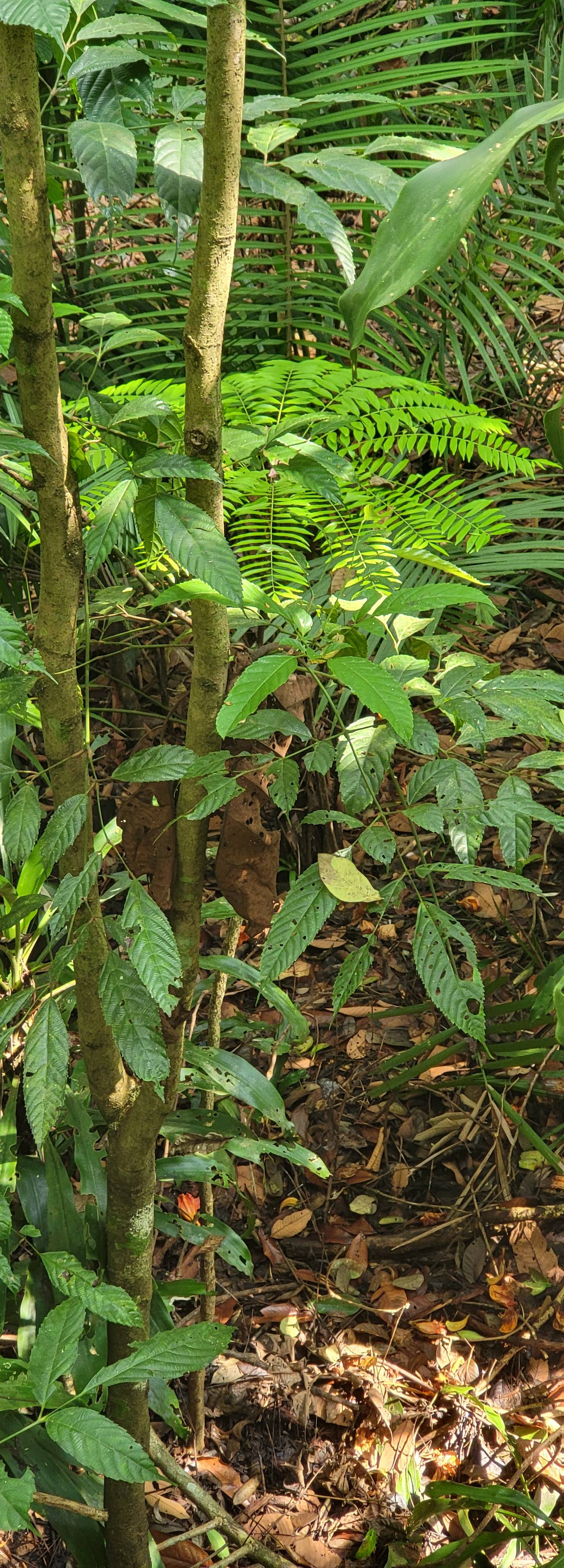 Eurycoma longifolia jack


