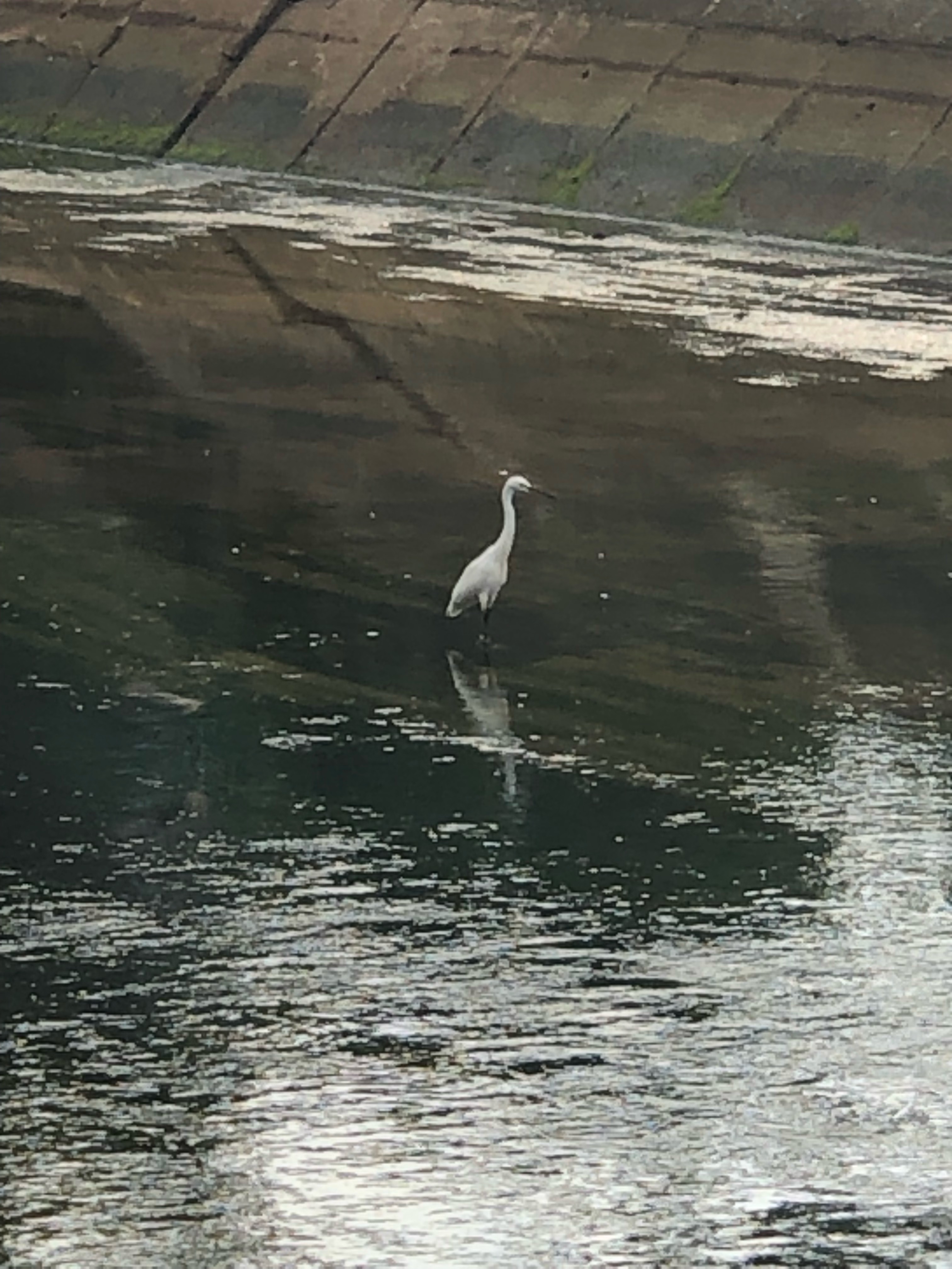 Little egret 