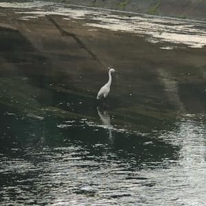 Little egret 