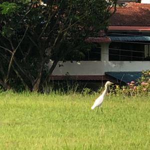 Great egret 