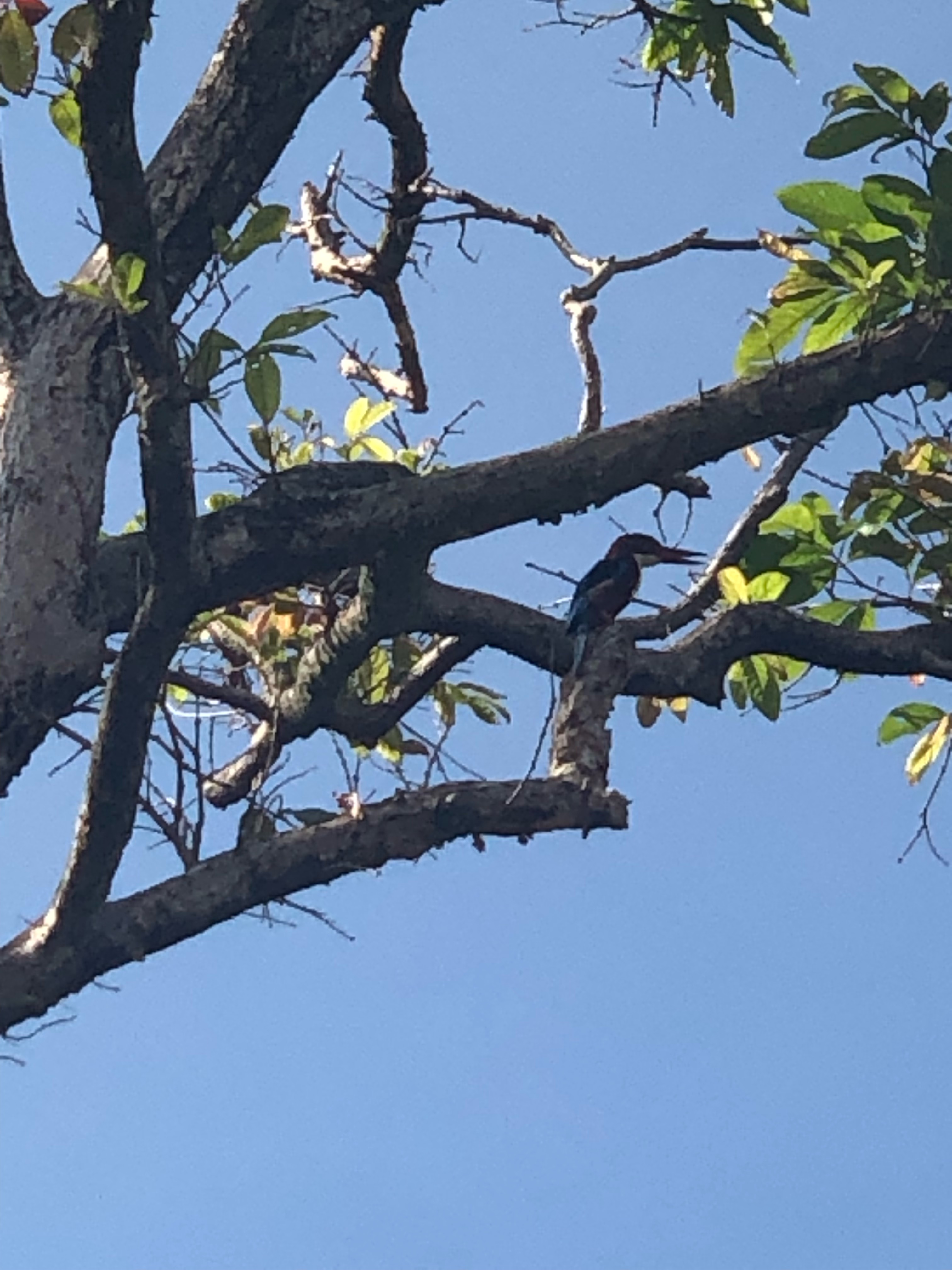 White collared kingfisher 