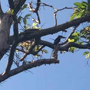 White collared kingfisher 