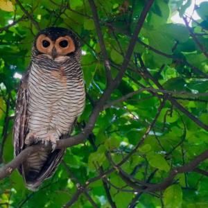 Spotted wood owl