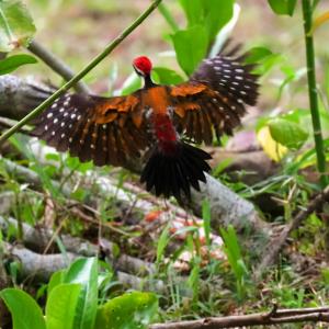 Flameback woodpecker