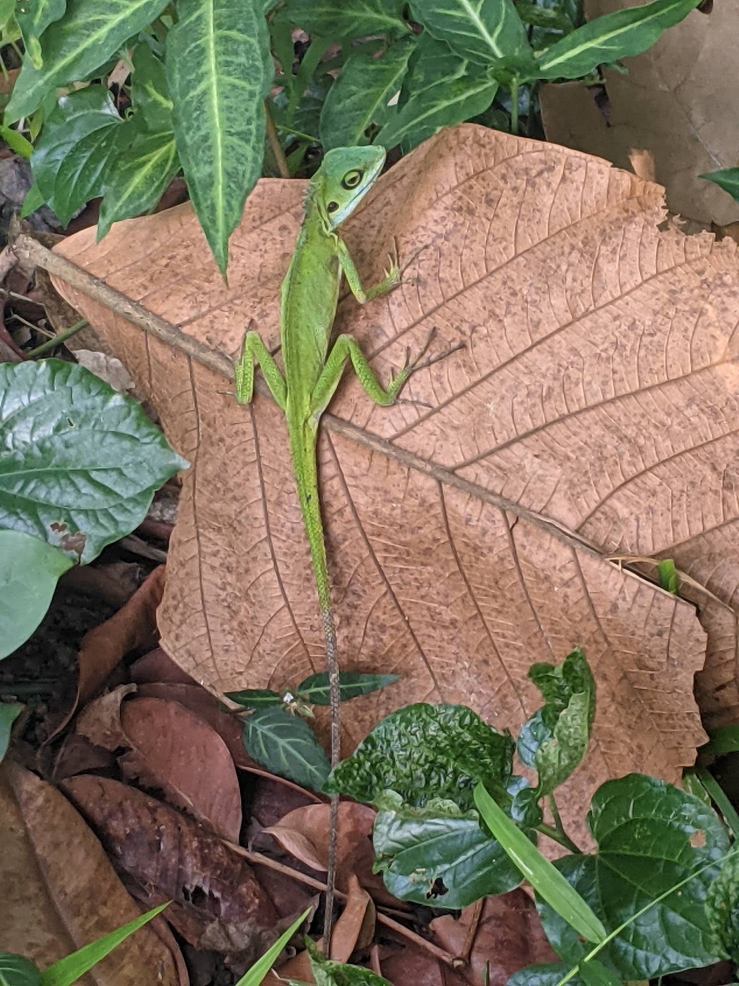 Green crested lizard 