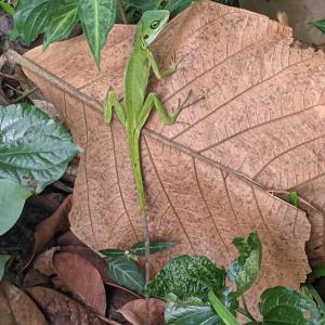 Green crested lizard 