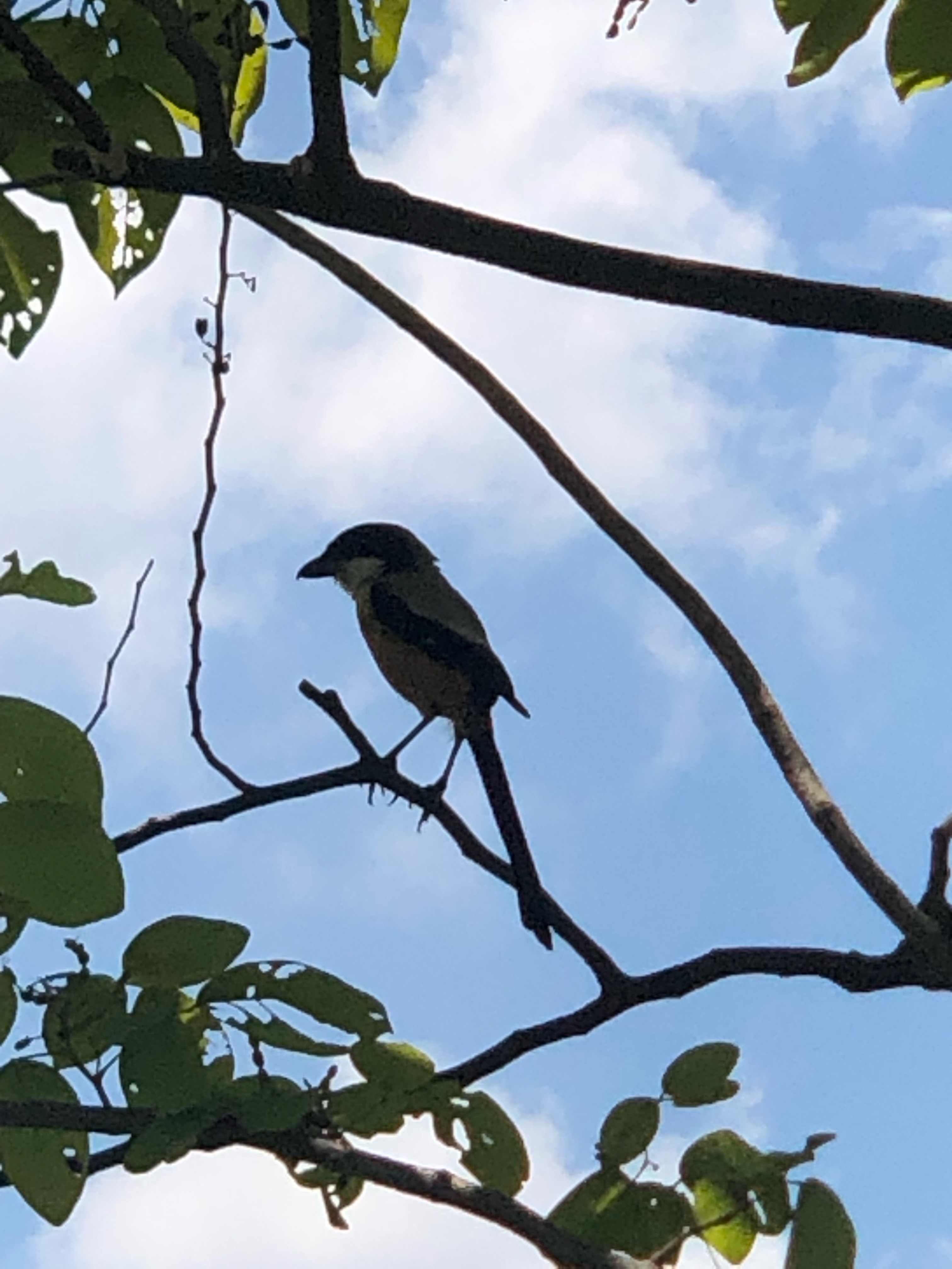 Long-tailed  shrike  