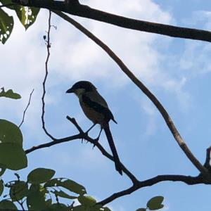 Long-tailed  shrike  