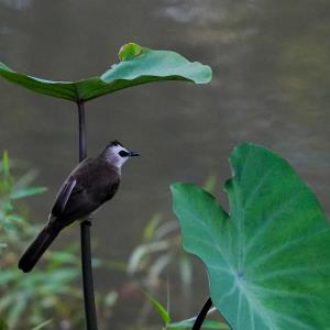 Yellow vented bulbul