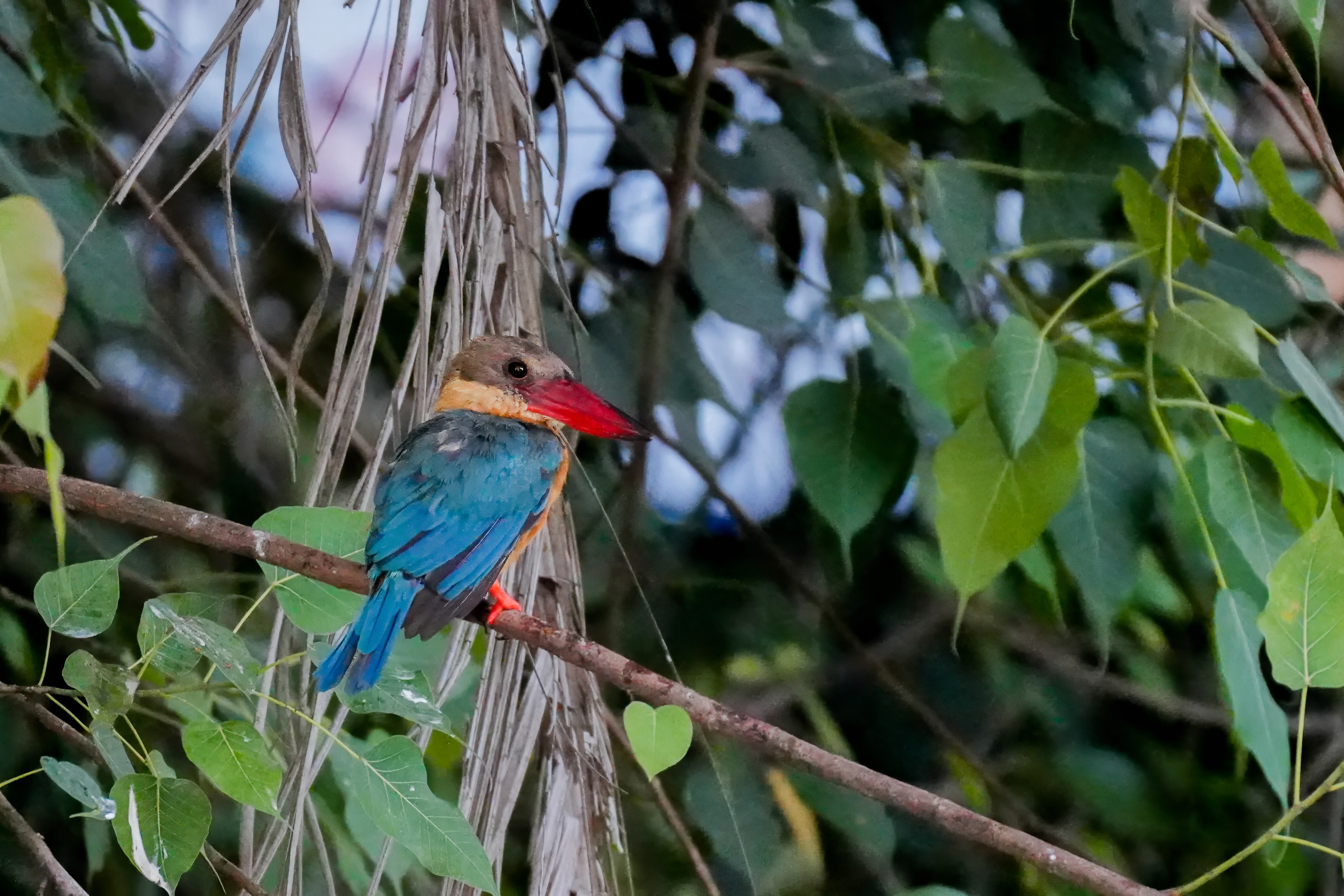 Storkbill kingfisher