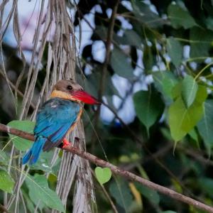 Storkbill kingfisher