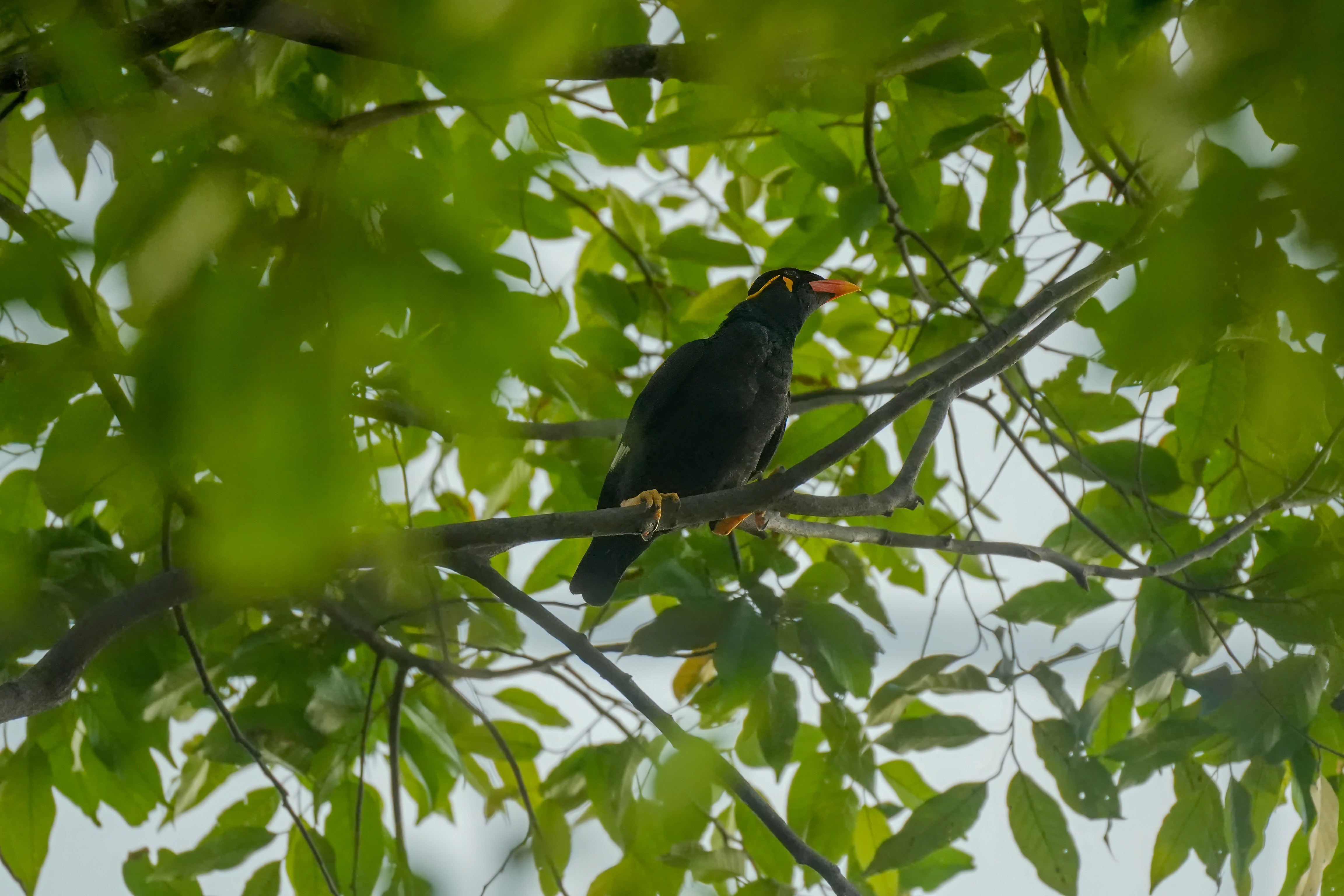 Common hill mynah