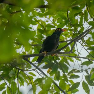 Common hill mynah