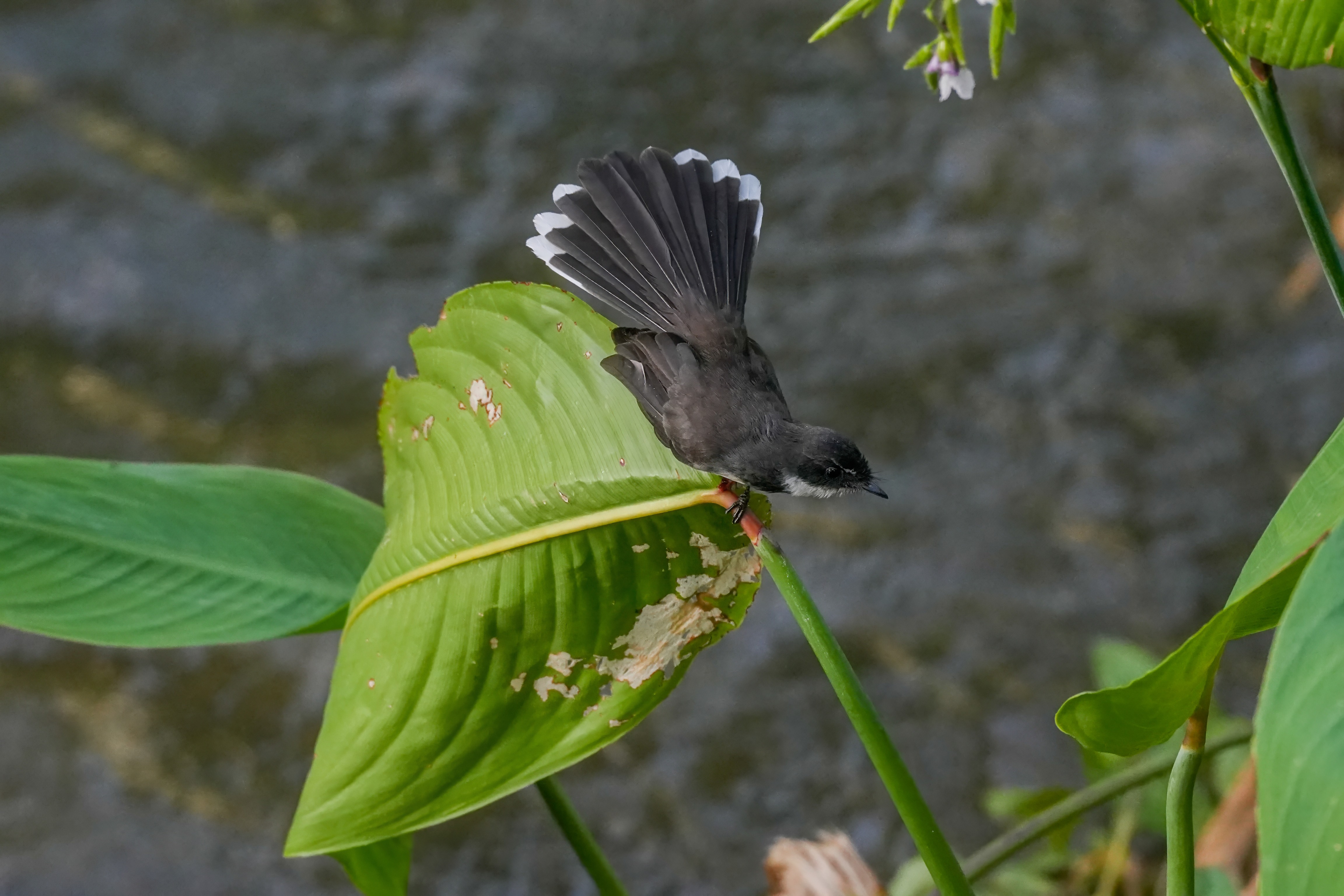 Malaysian fan-tailed