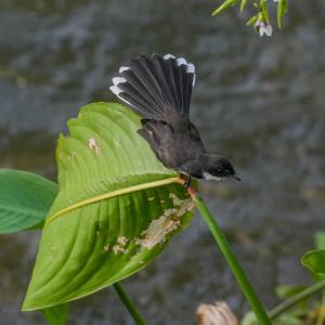 Malaysian fan-tailed