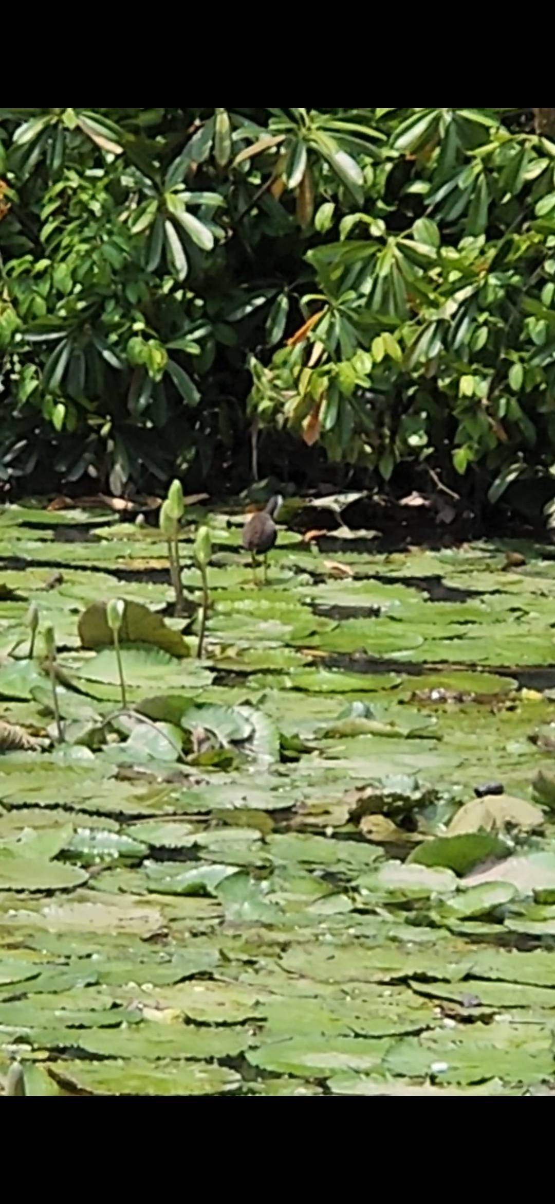 White-breasted waterhen