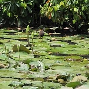 White-breasted waterhen