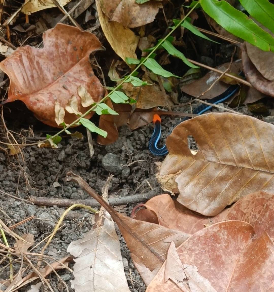 Calliophis bivirgatus

