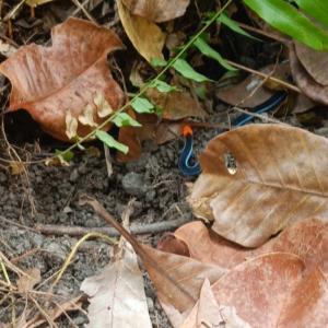 Calliophis bivirgatus

