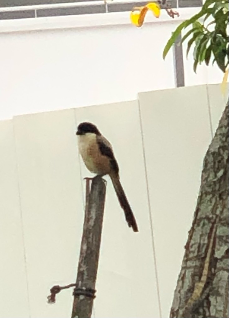 Long tailed shrike 