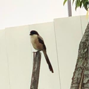 Long tailed shrike 