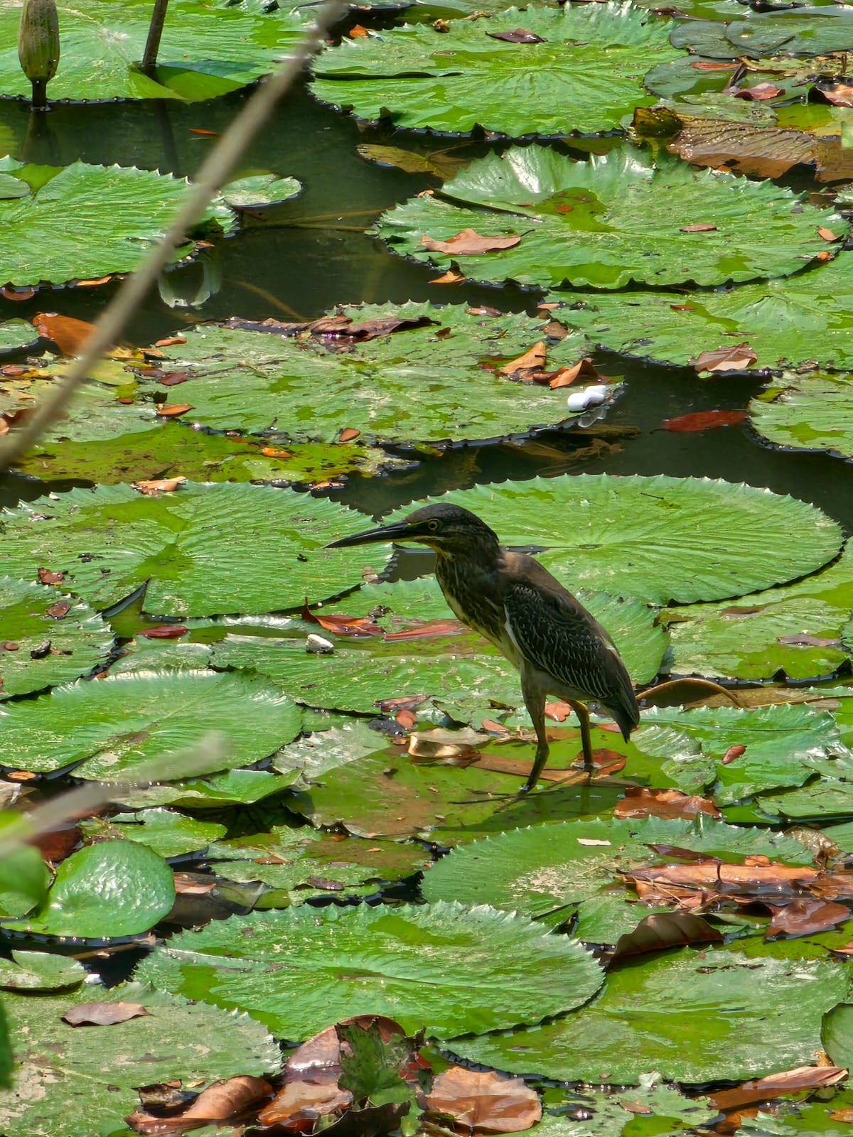 Striated heron