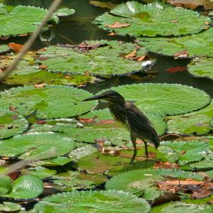 Striated heron